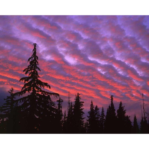 OR, Three Sisters, sunset clouds over forest White Modern Wood Framed Art Print by Terrill, Steve