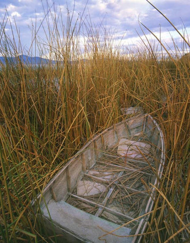 OR, Upper Klamath NWR, Abandoned wooden rowboat White Modern Wood Framed Art Print with Double Matting by Terrill, Steve