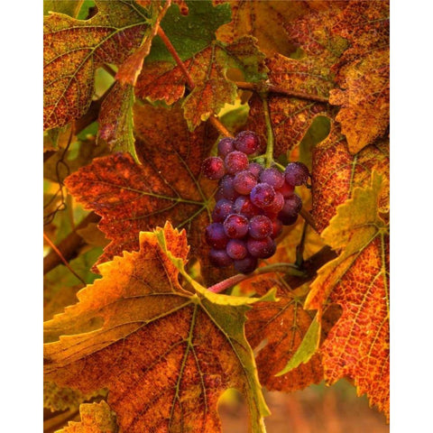 OR, Willamette Valley, Pinot noir grapes in fall Black Modern Wood Framed Art Print by Terrill, Steve