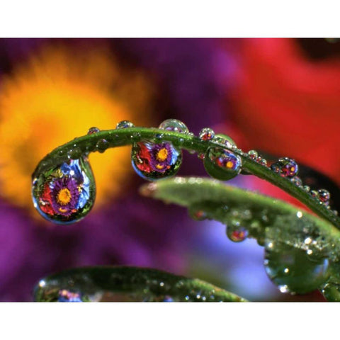 OR, Abstract of purple chrysanthemum Black Modern Wood Framed Art Print by Terrill, Steve