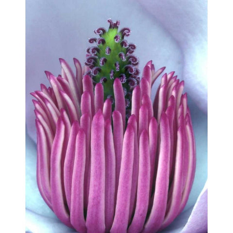 Oregon, Close-up of center of magnolia blossom White Modern Wood Framed Art Print by Terrill, Steve