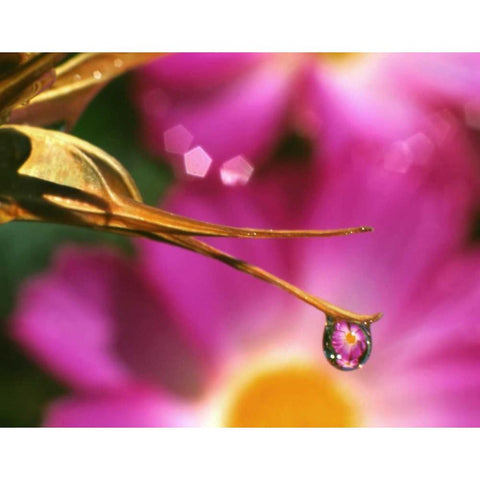 OR, Cosmos flower reflecting in dewdrop Black Modern Wood Framed Art Print by Terrill, Steve