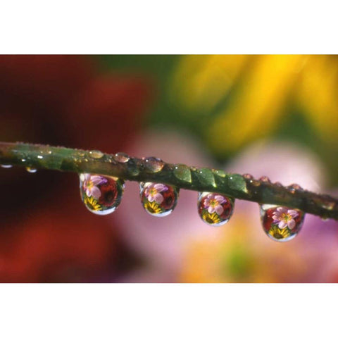 OR, Flower reflecting in dewdrops on grass Black Modern Wood Framed Art Print by Terrill, Steve