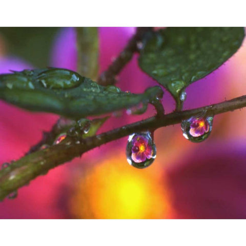 OR, Cosmos reflecting in dewdrop on a rose Black Modern Wood Framed Art Print by Terrill, Steve