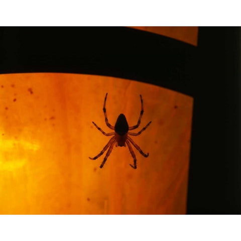 OR, Silhouette of European garden spider Black Modern Wood Framed Art Print by Terrill, Steve