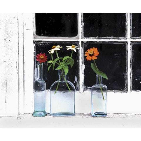 USA, Oregon, Zinnias in bottles on windowsill Black Modern Wood Framed Art Print with Double Matting by Terrill, Steve