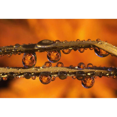 OR, Dewdrops reflecting Japanese maple leaves Black Modern Wood Framed Art Print with Double Matting by Terrill, Steve