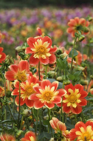 Oregon Field of dahlia flowers on Swan Island White Modern Wood Framed Art Print with Double Matting by Rotenberg, Nancy