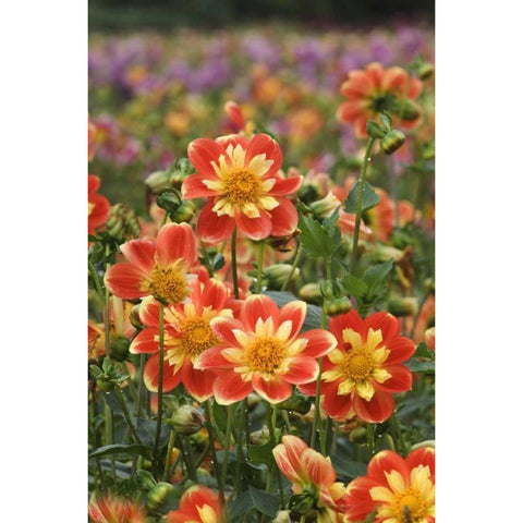 Oregon Field of dahlia flowers on Swan Island Gold Ornate Wood Framed Art Print with Double Matting by Rotenberg, Nancy