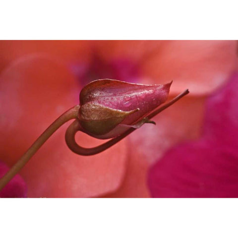 USA, Oregon Close-up of ose bud with dew Black Modern Wood Framed Art Print with Double Matting by Rotenberg, Nancy