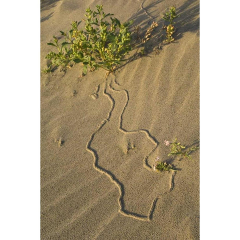 OR, Beetle tracks and flowers growing in sand Black Modern Wood Framed Art Print by Rotenberg, Nancy
