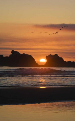 Oregon Birds fly over sunset between sea stacks White Modern Wood Framed Art Print with Double Matting by Rotenberg, Nancy