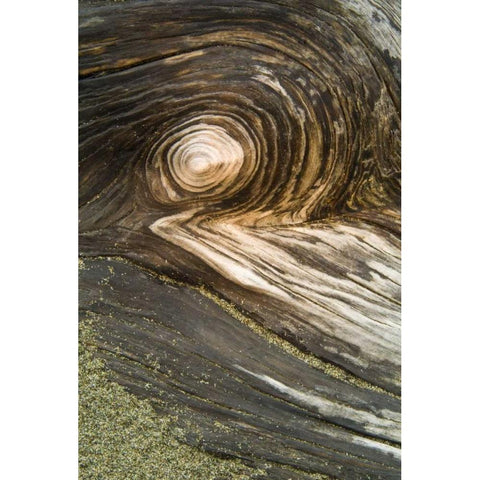 USA, Oregon Stump pattern on beach Black Modern Wood Framed Art Print by Rotenberg, Nancy