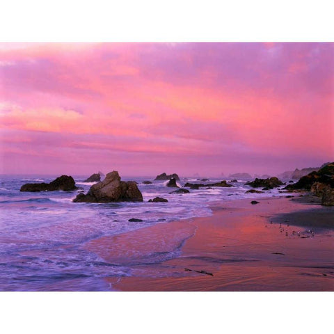 OR, Harris State Beach Sea stacks at dawn Black Modern Wood Framed Art Print by Welling, Dave