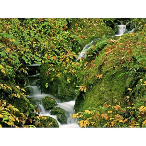 OR, Brookings Verdant stream along the Redwoods Gold Ornate Wood Framed Art Print with Double Matting by Welling, Dave