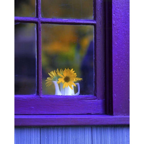 OR, Brownsville Sunflowers in a window Black Modern Wood Framed Art Print by Terrill, Steve