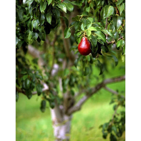OR, Hood River Valley Bartlett pear in orchard Black Modern Wood Framed Art Print with Double Matting by Terrill, Steve