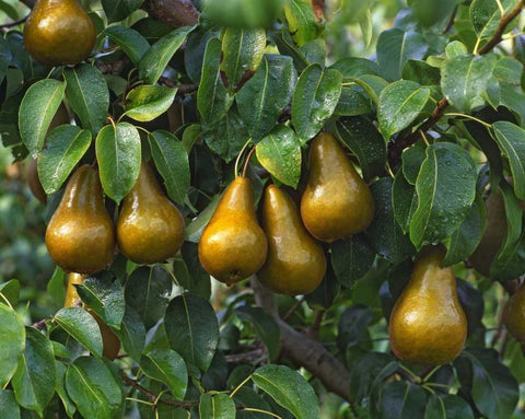 OR, Hood River Bosc pears ready for harvest White Modern Wood Framed Art Print with Double Matting by Terrill, Steve