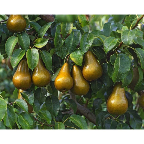 OR, Hood River Bosc pears ready for harvest Black Modern Wood Framed Art Print by Terrill, Steve