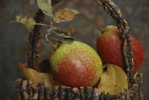 OR, Hood River Fresh-picked Forelle pears White Modern Wood Framed Art Print with Double Matting by Terrill, Steve