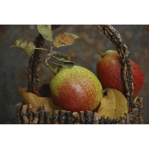 OR, Hood River Fresh-picked Forelle pears Black Modern Wood Framed Art Print by Terrill, Steve