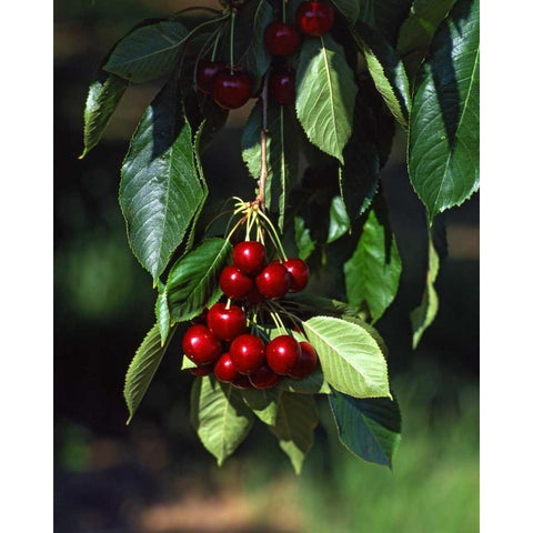 OR, Mosier Bing cherries ready for picking Gold Ornate Wood Framed Art Print with Double Matting by Terrill, Steve