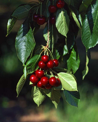 OR, Mosier Bing cherries ready for picking Black Ornate Wood Framed Art Print with Double Matting by Terrill, Steve