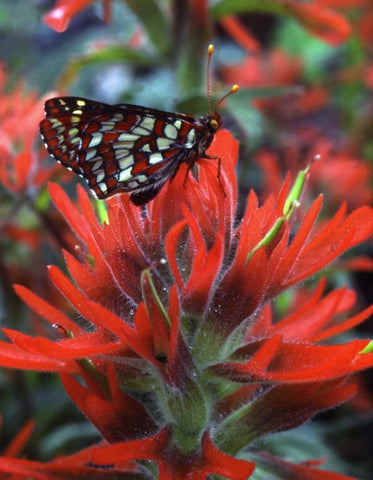 OR, Mt Hood NF Checkerspot butterfly on flower Black Ornate Wood Framed Art Print with Double Matting by Terrill, Steve