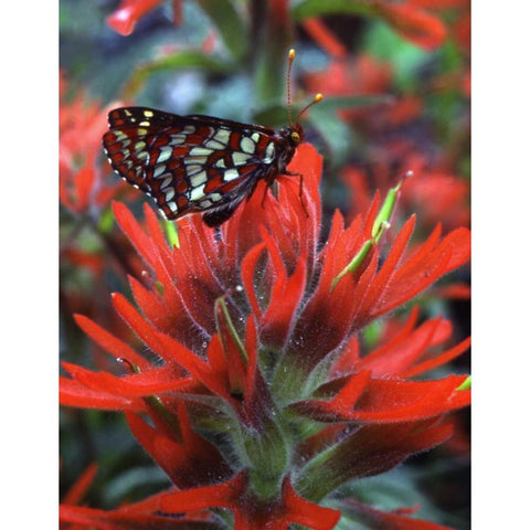 OR, Mt Hood NF Checkerspot butterfly on flower Black Modern Wood Framed Art Print by Terrill, Steve