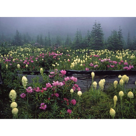 OR Meadow of rhododendrons and bear grass Black Modern Wood Framed Art Print by Terrill, Steve