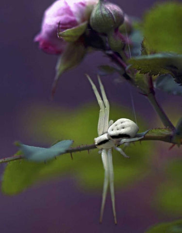 OR, Multnomah Co Crab spider on wild rose Black Ornate Wood Framed Art Print with Double Matting by Terrill, Steve