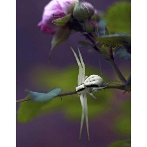 OR, Multnomah Co Crab spider on wild rose Black Modern Wood Framed Art Print by Terrill, Steve