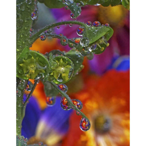 OR, Multnomah Co, Garden flowers reflect in dew Black Modern Wood Framed Art Print by Terrill, Steve