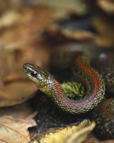 Oregon, Multnomah County Garter snake in garden White Modern Wood Framed Art Print with Double Matting by Terrill, Steve