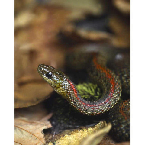 Oregon, Multnomah County Garter snake in garden White Modern Wood Framed Art Print by Terrill, Steve