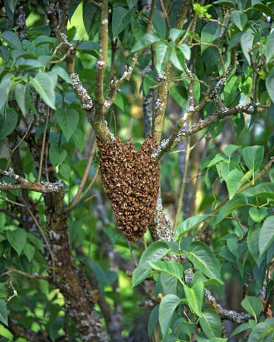OR, Multnomah Co, Honey bees cluster onto lilac Black Ornate Wood Framed Art Print with Double Matting by Terrill, Steve