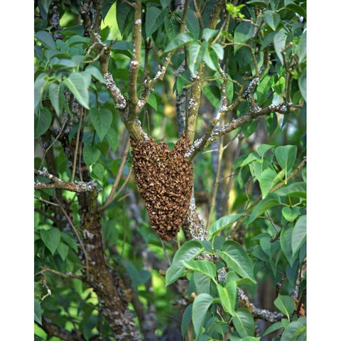 OR, Multnomah Co, Honey bees cluster onto lilac Gold Ornate Wood Framed Art Print with Double Matting by Terrill, Steve