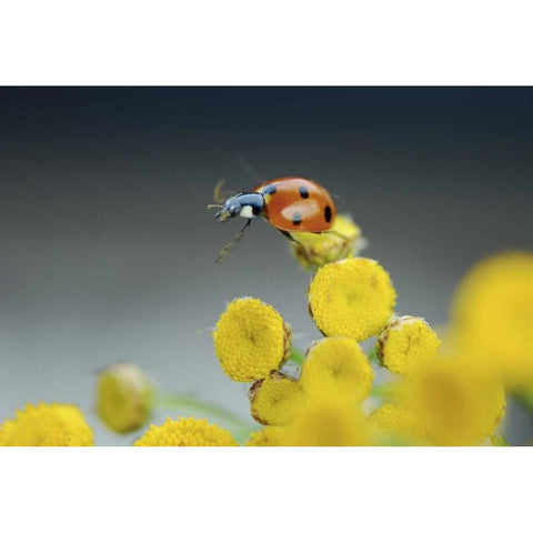 OR, Multnomah Co Ladybug on yellow tansy flower Black Modern Wood Framed Art Print by Terrill, Steve