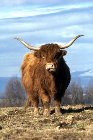 OR, Multnomah Co, Highland cow on ranch White Modern Wood Framed Art Print with Double Matting by Terrill, Steve