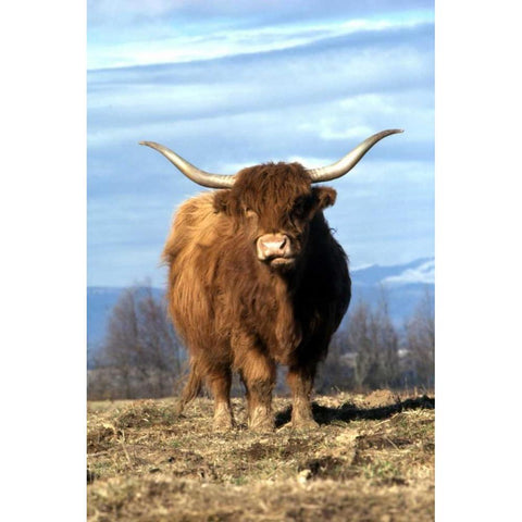 OR, Multnomah Co, Highland cow on ranch Black Modern Wood Framed Art Print by Terrill, Steve