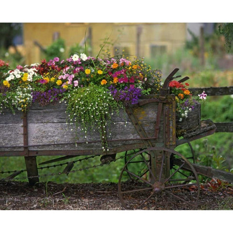 OR, Portland Farm spreader filled with flowers Black Modern Wood Framed Art Print by Terrill, Steve