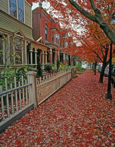 OR, Portland Autumn leaves litter sidewalk White Modern Wood Framed Art Print with Double Matting by Terrill, Steve