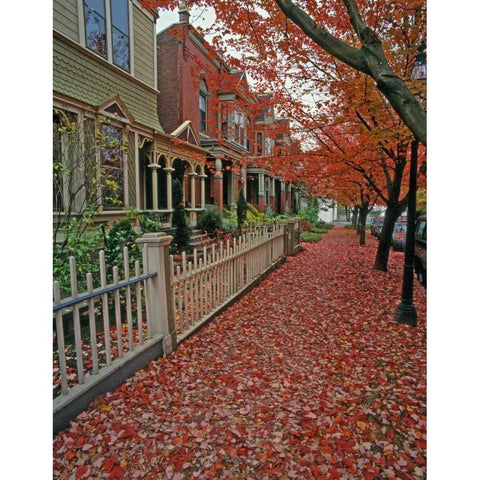 OR, Portland Autumn leaves litter sidewalk White Modern Wood Framed Art Print by Terrill, Steve
