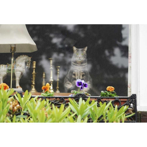 Oregon, Portland Cat looking out window of home Black Modern Wood Framed Art Print by Terrill, Steve