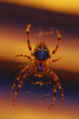 OR, Portland Common garden spider illuminated White Modern Wood Framed Art Print with Double Matting by Terrill, Steve