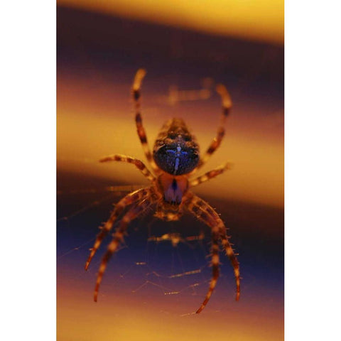 OR, Portland Common garden spider illuminated White Modern Wood Framed Art Print by Terrill, Steve