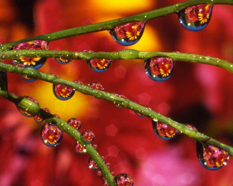 OR, Portland Garden flowers reflect in dewdrops Black Ornate Wood Framed Art Print with Double Matting by Terrill, Steve