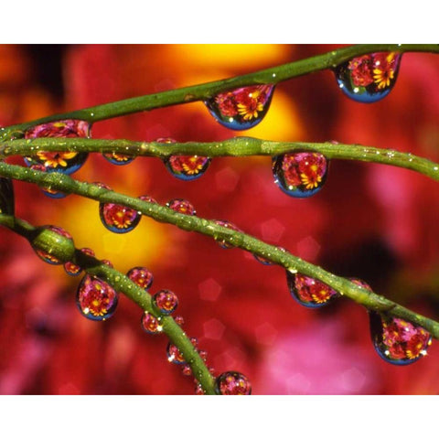 OR, Portland Garden flowers reflect in dewdrops Black Modern Wood Framed Art Print by Terrill, Steve