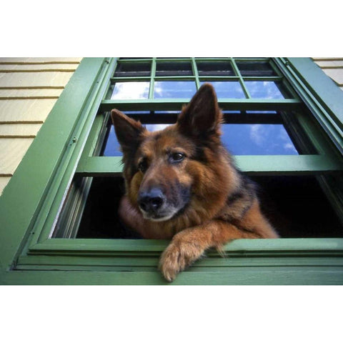 OR, Portland Griff the long-hair German shepherd Black Modern Wood Framed Art Print by Terrill, Steve