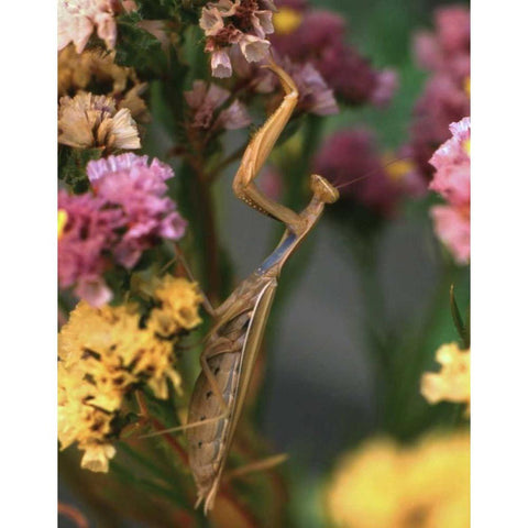 OR, Portland Praying mantis on statice plant Gold Ornate Wood Framed Art Print with Double Matting by Terrill, Steve